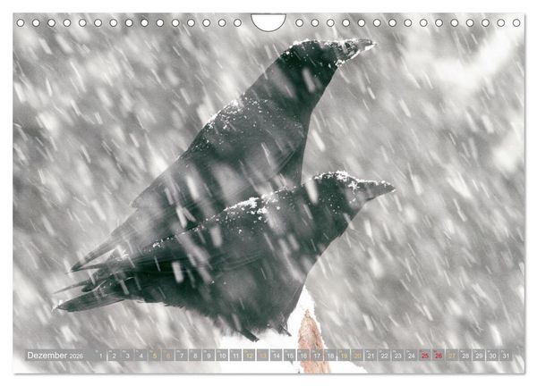 Produktbild: Rabenv&ouml;gel: Schwarz, schlau, sch&ouml;n (Wandkalender 2026 DIN A4 quer), CALVENDO Monatskalender