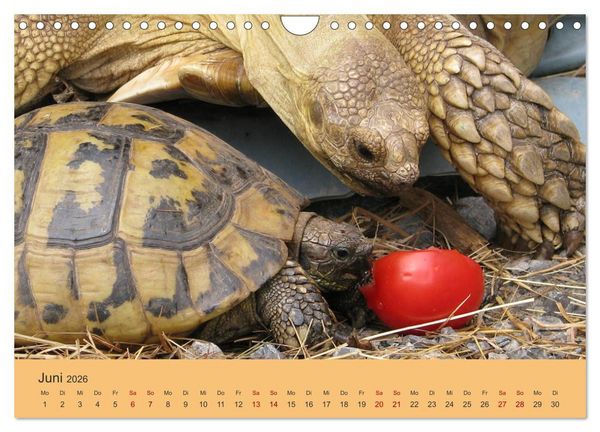 Produktbild: Landschildkr&ouml;ten (Wandkalender 2026 DIN A4 quer), CALVENDO Monatskalender