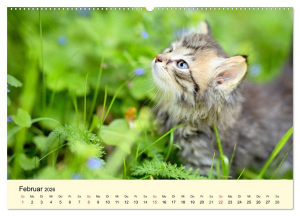 Produktbild: Putzige Katzenkinder. Drollige K&auml;tzchen entdecken die Welt! (Wandkalender 2026 DIN A2 quer), CALVENDO Monatskalender