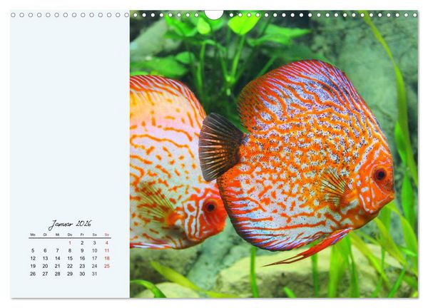 Produktbild: Diskusfische. Die bezaubernden Lieblinge vieler Aquarianer (Wandkalender 2026 DIN A3 quer), CALVENDO Monatskalender