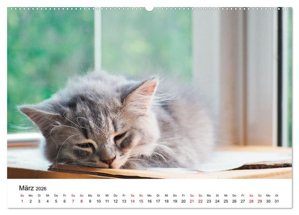 Produktbild: Katzenbabys (Wandkalender 2026 DIN A2 quer), CALVENDO Monatskalender
