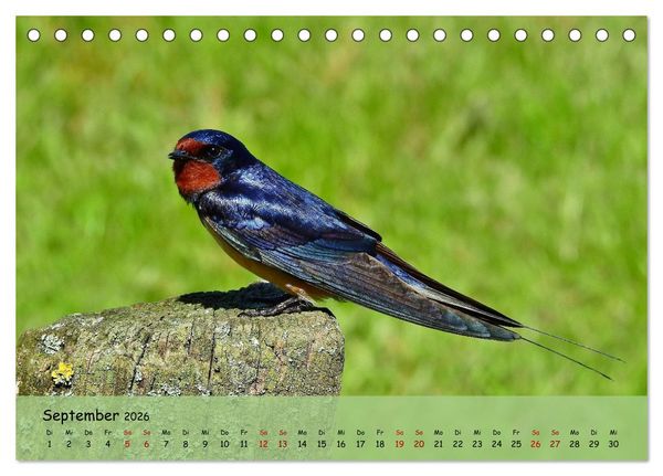 Produktbild: Faszination Zugv&ouml;gel - Rekorde in der Vogelwelt (Tischkalender 2026 DIN A5 quer), CALVENDO Monatskalender