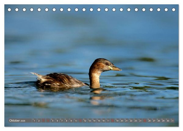 Produktbild: INNE BOTANIK - V&ouml;gel im Ruhrpott (Tischkalender 2026 DIN A5 quer), CALVENDO Monatskalender