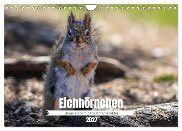 Produktbild: Eichh&ouml;rnchen - Kleine Tiere mit gro&szlig;em Charakter (Wandkalender 2027 DIN A4 quer), CALVENDO Monatskalender