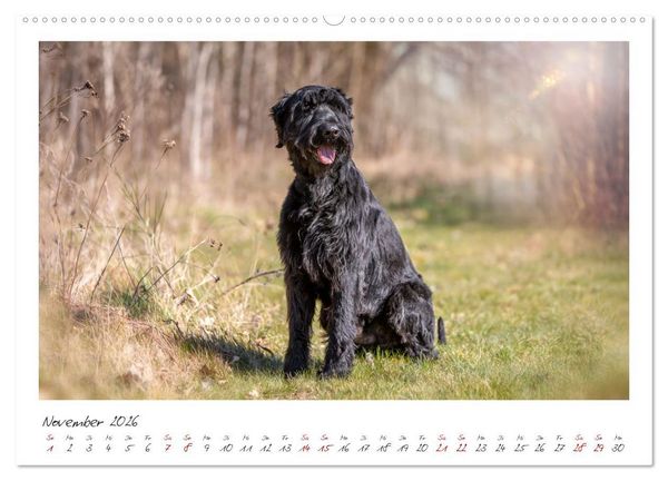Produktbild: Riesenschnauzer - Treue Partner (hochwertiger Premium Wandkalender 2026 DIN A2 quer), Kunstdruck in Hochglanz