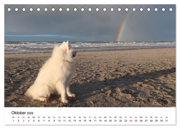 Produktbild: Ein Samojede am Meer (Tischkalender 2026 DIN A5 quer), CALVENDO Monatskalender