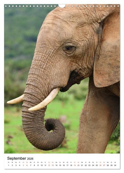 Produktbild: S&Uuml;DAFRIKA Wild-Tiere im Addo Elephant Park (Wandkalender 2026 DIN A3 hoch), CALVENDO Monatskalender