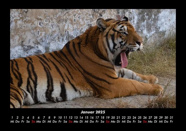 Produktbild: Tiger 2025 Fotokalender DIN A3