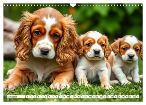 Produktbild: American Cocker Spaniel (Wandkalender 2026 DIN A3 quer), CALVENDO Monatskalender