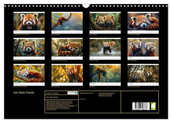 Produktbild: Der Rote Panda (Wandkalender 2026 DIN A3 quer), CALVENDO Monatskalender
