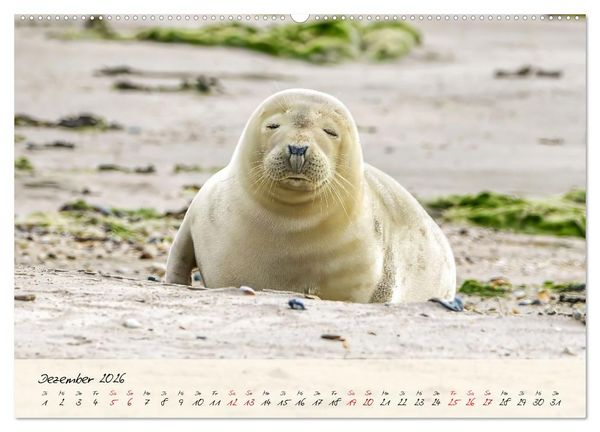 Produktbild: Brut- und Setzzeit. Neues Leben entsteht. (Wandkalender 2026 DIN A2 quer), CALVENDO Monatskalender