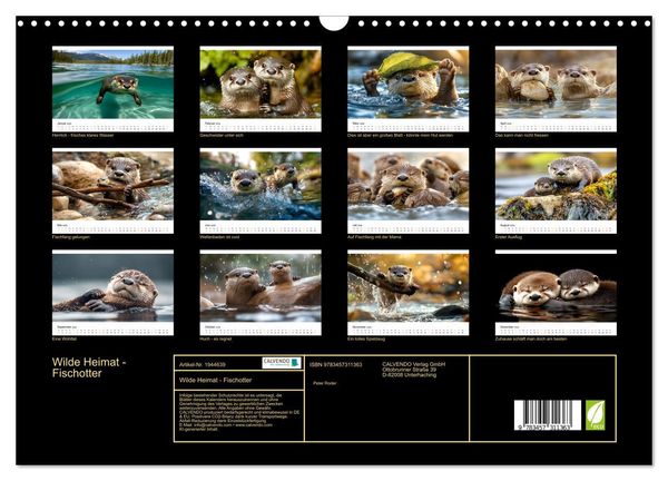 Produktbild: Wilde Heimat - Fischotter (Wandkalender 2026 DIN A3 quer), CALVENDO Monatskalender