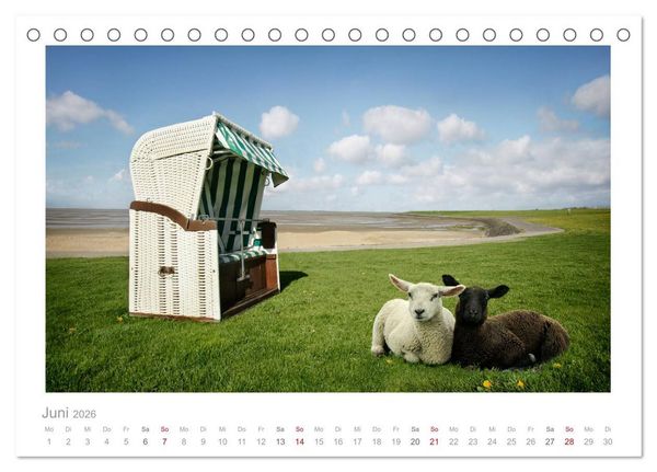 Produktbild: Nordsee Schafe (Tischkalender 2026 DIN A5 quer), CALVENDO Monatskalender