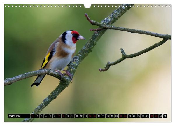 Produktbild: Wildtiere des Paderborner Landes (Wandkalender 2026 DIN A3 quer), CALVENDO Monatskalender