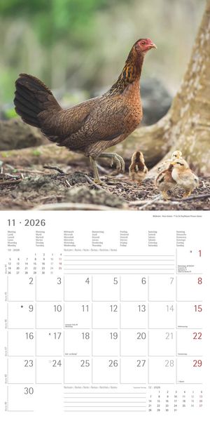 Produktbild: Hühner 2026 - Broschürenkalender 30x30 cm (30x60 geöffnet) - Kalender mit Platz für Notizen - Hühner - Bildkalender - Wandkalender - Hühnerkalender