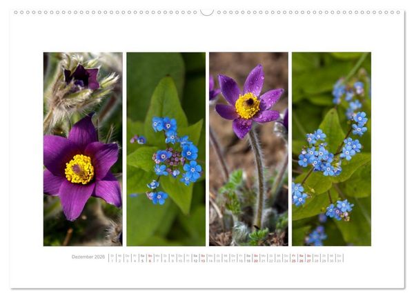 Produktbild: Gartenfreude (Wandkalender 2026 DIN A2 quer), CALVENDO Monatskalender
