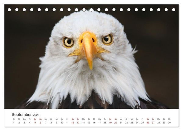 Produktbild: GREIFVOGEL- UND EULENPORTR&Auml;TS (Tischkalender 2026 DIN A5 quer), CALVENDO Monatskalender