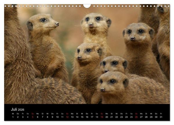 Produktbild: Erdm&auml;nnchen &ndash; Zusammen sind wir stark (Wandkalender 2026 DIN A3 quer), CALVENDO Monatskalender