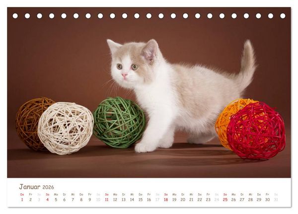 Produktbild: Die Britisch Kurzhaar (Tischkalender 2026 DIN A5 quer), CALVENDO Monatskalender