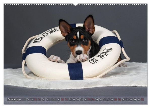 Produktbild: Basenji-Sch&ouml;nheiten (hochwertiger Premium Wandkalender 2026 DIN A2 quer), Kunstdruck in Hochglanz
