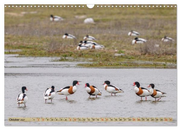 Produktbild: Gans sch&ouml;n wild (Wandkalender 2027 DIN A3 quer), CALVENDO Monatskalender