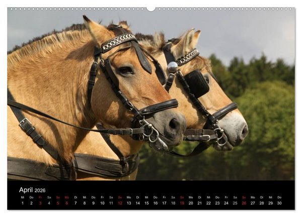 Produktbild: Starke Pferde bei der Arbeit (Wandkalender 2026 DIN A2 quer), CALVENDO Monatskalender