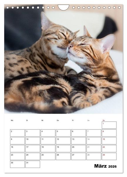 Produktbild: Bengalen - verschmust und abenteuerlustig (Wandkalender 2026 DIN A4 hoch), CALVENDO Monatskalender