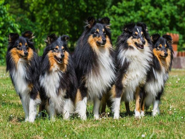 Produktbild: CALVENDO Puzzle Sheltie-Gruppe | 1000 Teile Lege-Gr&ouml;&szlig;e 64x48cm Foto-Puzzle f&uuml;r gl&uuml;ckliche Stunden