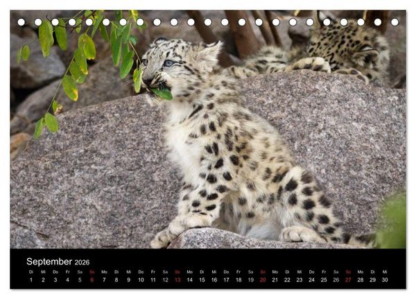 Produktbild: Schneeleoparden (Tischkalender 2026 DIN A5 quer), CALVENDO Monatskalender