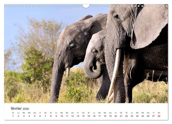 Produktbild: &Eacute;l&eacute;phants en Afrique (Calendrier mural 2026 DIN A3 vertical), CALVENDO calendrier mensuel