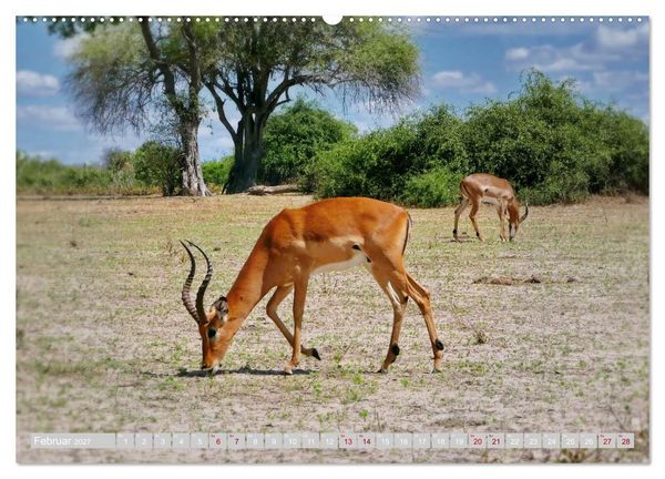 Produktbild: Namibia &ndash; Die Tierwelt vom Caprivi bis Etosha (hochwertiger Premium Wandkalender 2027 DIN A2 quer), Kunstdruck in Hochglanz