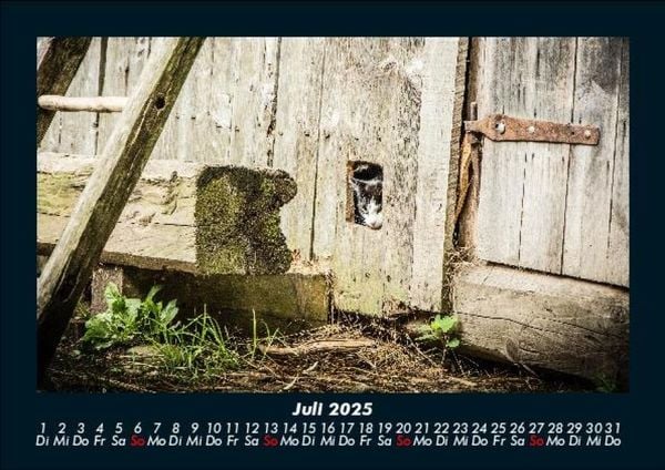 Produktbild: F&uuml;r Katzenfreunde 2025 Fotokalender DIN A5