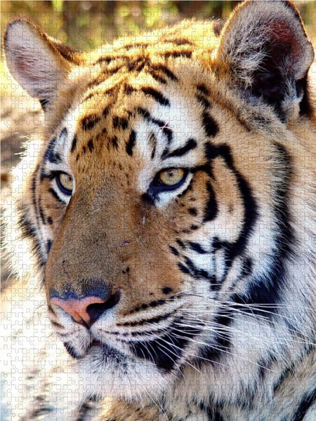 Produktbild: CALVENDO Puzzle Tiger Portrait. Ein Motiv aus dem Kalender BIG CATS Faszinierende Nah-Portraits | 1000 Teile Lege-Gr&ouml;&szlig;e 64 &times; 48 cm Foto-Puzzle f&uuml;r gl&uuml;ckliche Stunden