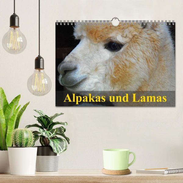 Produktbild: Alpakas und Lamas (Wandkalender 2026 DIN A4 quer), CALVENDO Monatskalender