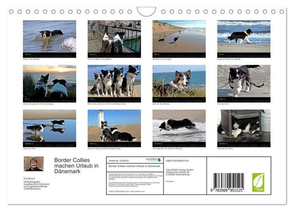 Produktbild: Border Collies machen Urlaub in D&auml;nemark (Wandkalender 2027 DIN A4 quer), CALVENDO Monatskalender