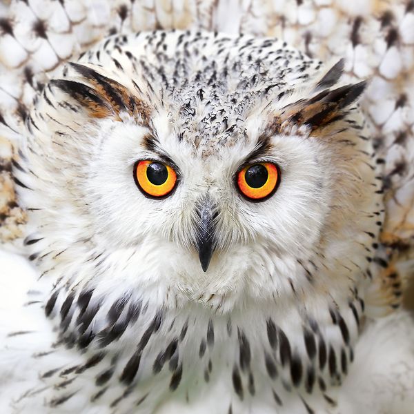 Produktbild: Magic Owls 2024