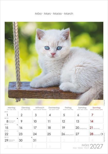 Produktbild: Katzen 2027