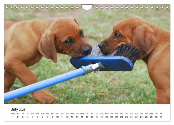 Produktbild: Rhodesian Ridgeback Puppies (Wall Calendar 2026 DIN A4 landscape), CALVENDO 12 Month Wall Calendar