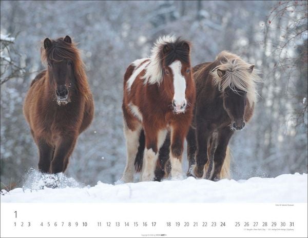Produktbild: Islandpferde Kalender 2027