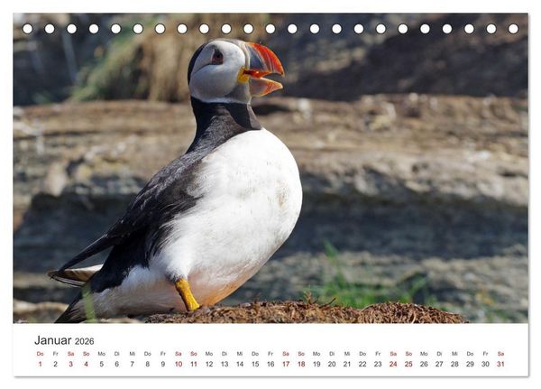 Produktbild: Papageitaucher - Clowns der nordischen Vogelwelt (Tischkalender 2026 DIN A5 quer), CALVENDO Monatskalender