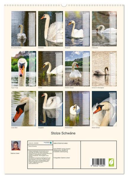 Produktbild: Stolze Schw&auml;ne (hochwertiger Premium Wandkalender 2026 DIN A2 hoch), Kunstdruck in Hochglanz