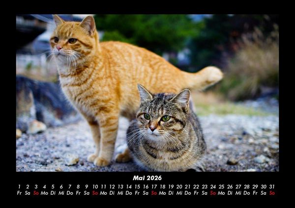 Produktbild: F&uuml;r Katzenfreunde 2026 Fotokalender DIN A3