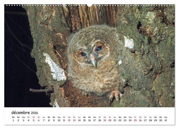 Produktbild: La vie des chouettes, les dames de la nuit (Calendrier mural 2026 DIN A2 vertical), CALVENDO calendrier mensuel