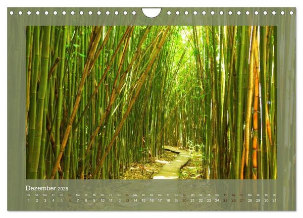 Produktbild: Bambus (Wandkalender 2026 DIN A4 quer), CALVENDO Monatskalender
