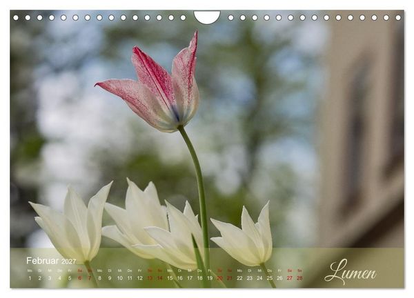 Produktbild: Tulipa et Verba &ndash; Tulpenbl&uuml;ten und stille W&ouml;rter (Wandkalender 2027 DIN A4 quer), CALVENDO Monatskalender
