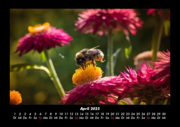 Produktbild: Bienen 2025 Fotokalender DIN A3