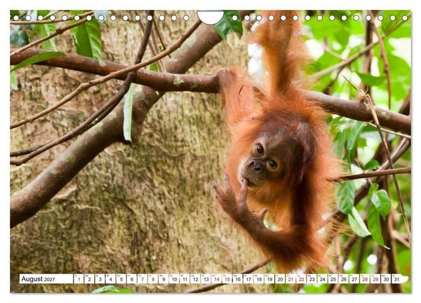 Produktbild: Orang-Utans - Menschen des Regenwaldes (Wandkalender 2027 DIN A4 quer), CALVENDO Monatskalender