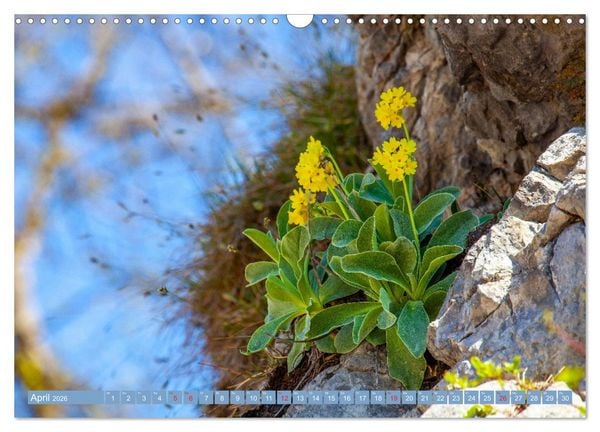 Produktbild: Meine sch&ouml;nsten Alpenblumen (Wandkalender 2026 DIN A3 quer), CALVENDO Monatskalender