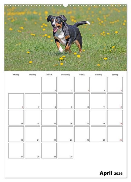 Produktbild: Entlebucher Sennenhunde begleiten Sie durch das Jahr (hochwertiger Premium Wandkalender 2026 DIN A2 hoch), Kunstdruck in Hochglanz