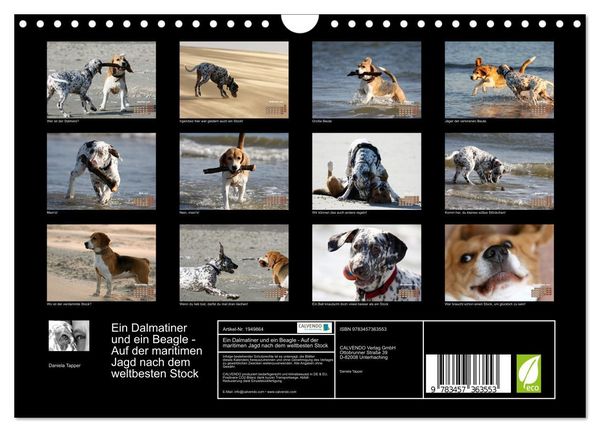 Produktbild: Ein Dalmatiner und ein Beagle - Auf der maritimen Jagd nach dem weltbesten Stock (Wandkalender 2026 DIN A4 quer), CALVENDO Monatskalender